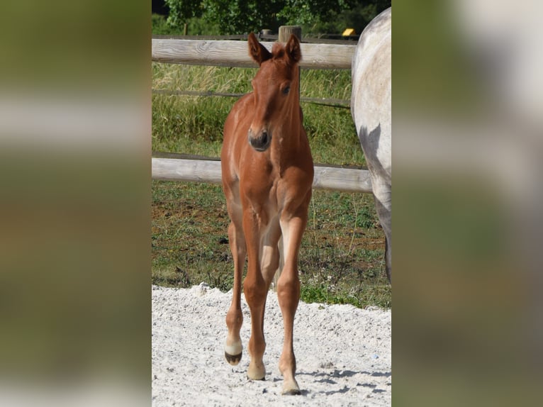 Selle Français Hengst  Vos in Lombron