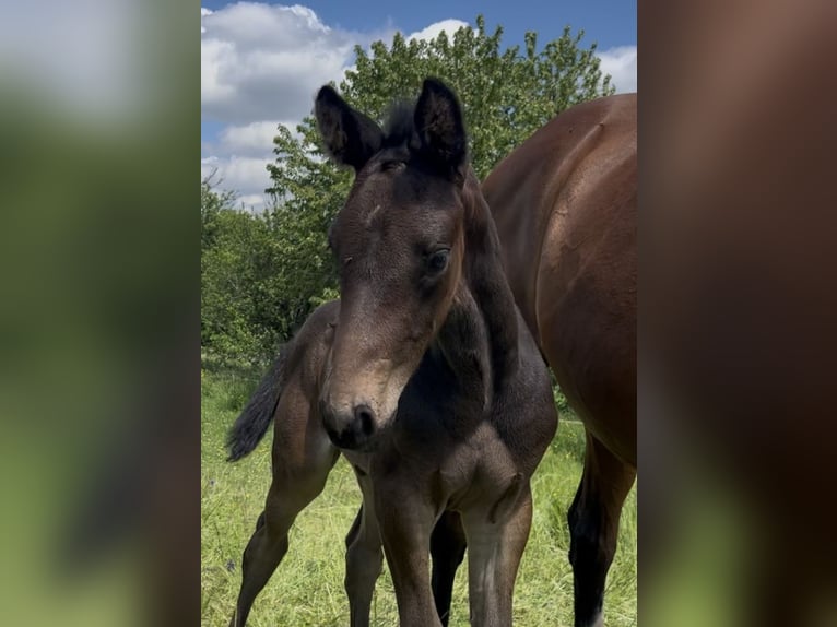 Selle Français Hengst  Zwartbruin in Cluny