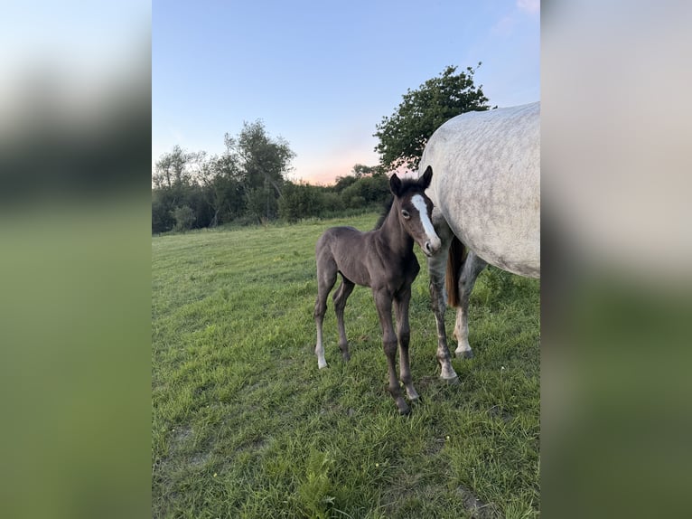 Selle Français Hengst Veulen (05/2026) Zwartschimmel in Penmarch