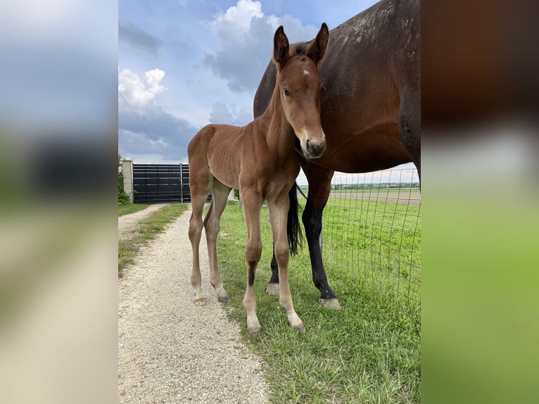 Selle Français Hingst 1 år 165 cm Brun in Montlouis