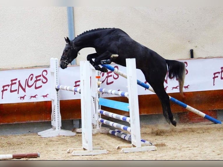 Selle Français Hingst 3 år 166 cm Grå in Hauterives