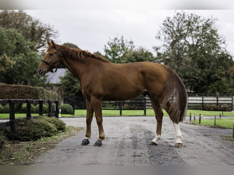 Selle Français Hingst 7 år 170 cm fux in Caen