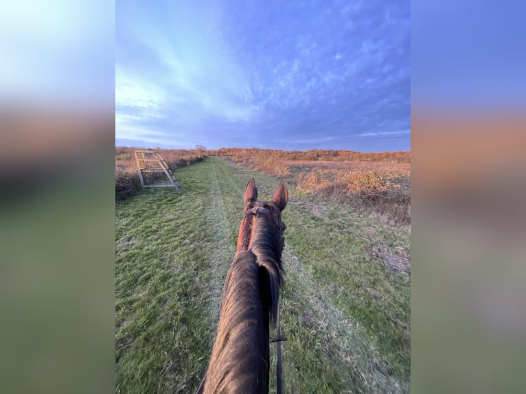 Selle Français Hingst 9 år 168 cm Brun in Souvigny-En-Sologne