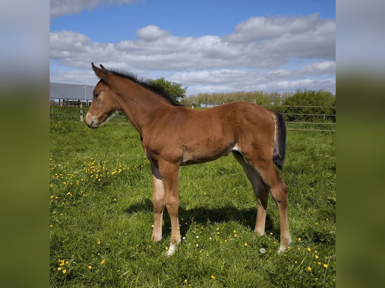 Selle Français Hingst Föl (03/2024) 168 cm Brun in Vendome