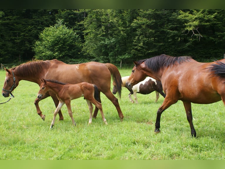 Selle Français Hingst Föl (06/2024) Brun in dampierre