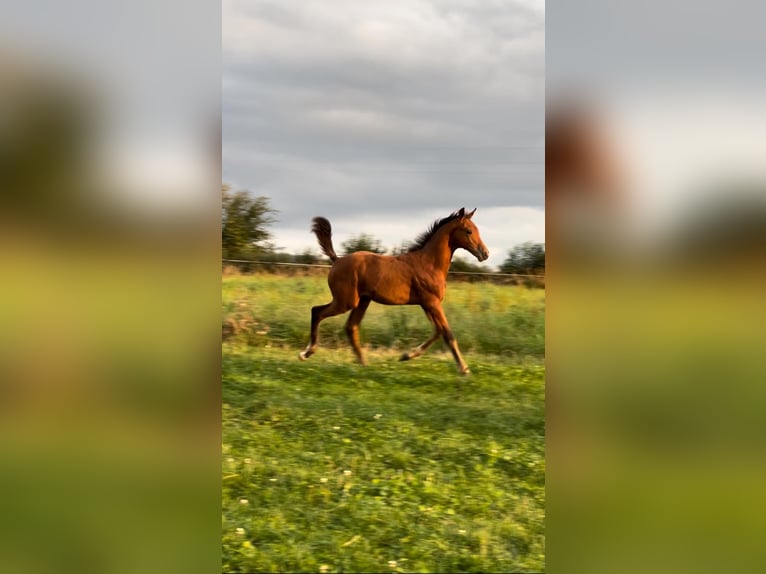 Selle Français Hingst Föl (04/2024) Brun in Saint-Aignan-de-Couptrain