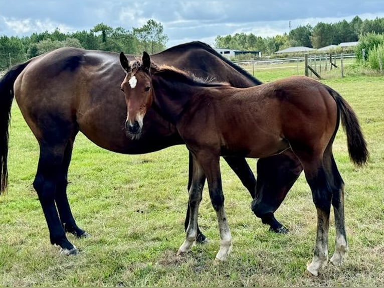 Selle Français Hingst Föl (05/2024) Brun in sainte helene