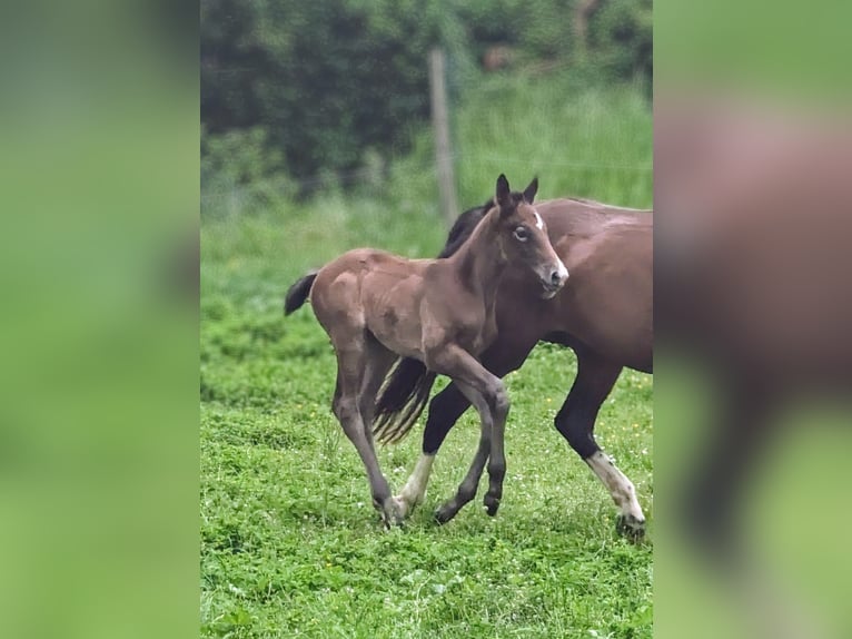 Selle Français Hingst Föl (04/2024) Grå in D&#39;un sur auron