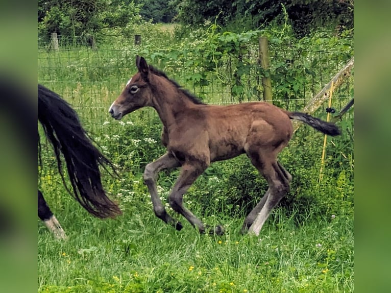 Selle Français Hingst Föl (04/2024) Grå in D&#39;un sur auron