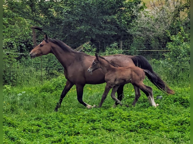 Selle Français Hingst Föl (04/2024) Grå in D&#39;un sur auron