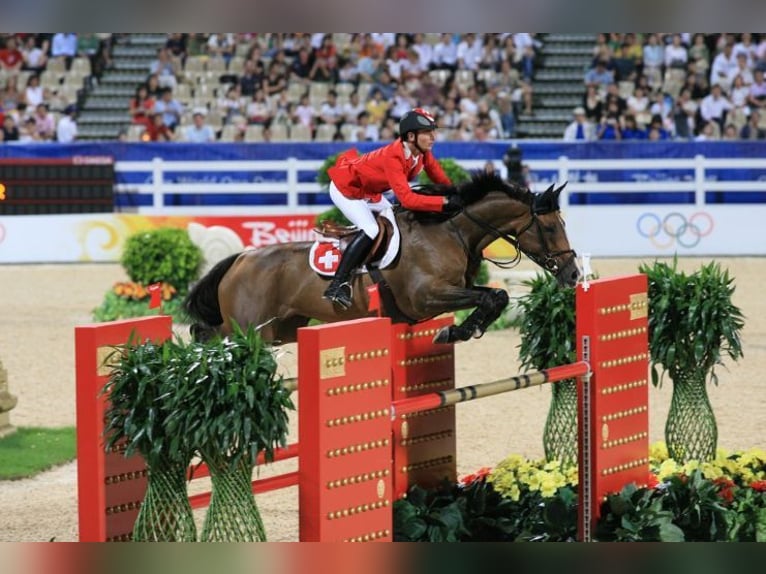 Selle Français Hingst Mörkbrun in GOVEN