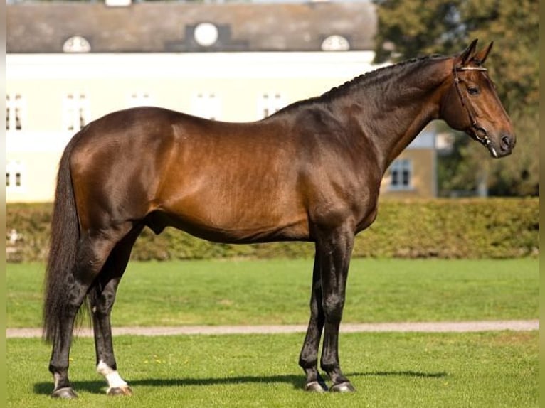 Selle Français Hingst Mörkbrun in GOVEN