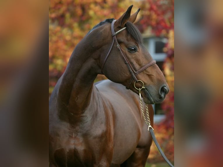 Selle Français Hingst Mörkbrun in GOVEN