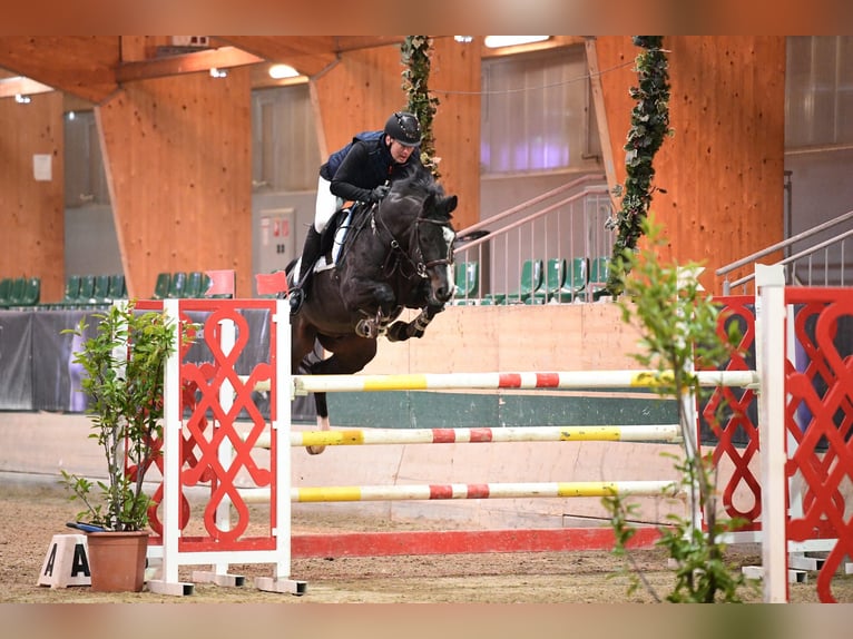 Selle Français Hongre 10 Ans 163 cm Noir in Schattendorf