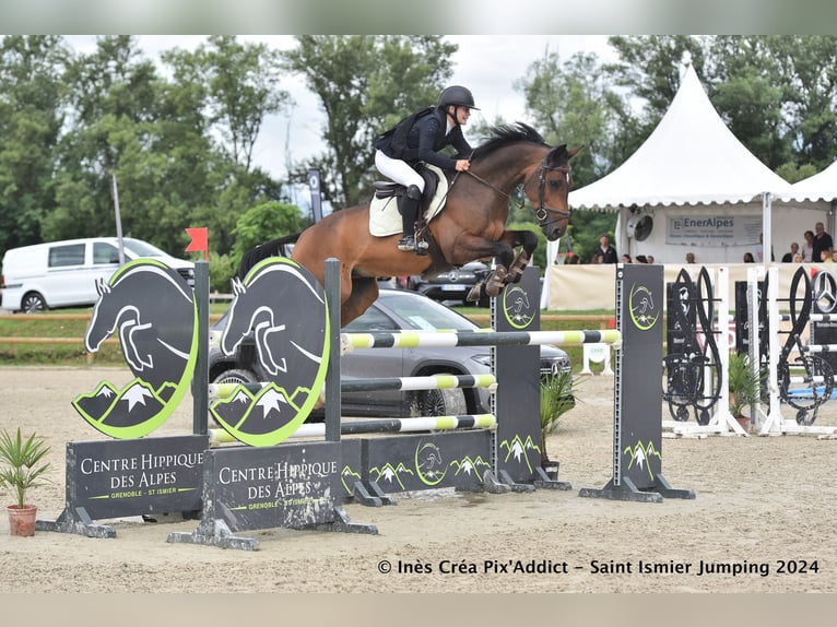 Selle Français Hongre 10 Ans 165 cm Bai in Ville-la-Grand