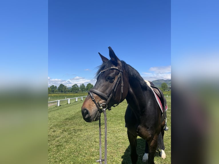 Selle Français Hongre 10 Ans 168 cm Bai brun in Hohenstein Ödenwaldstetten