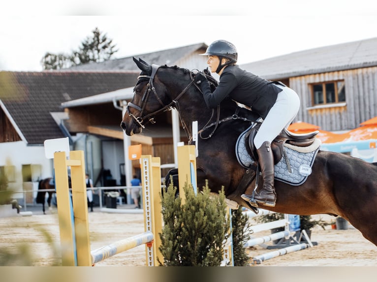 Selle Français Hongre 10 Ans 168 cm Bai brun in Hohenstein Ödenwaldstetten
