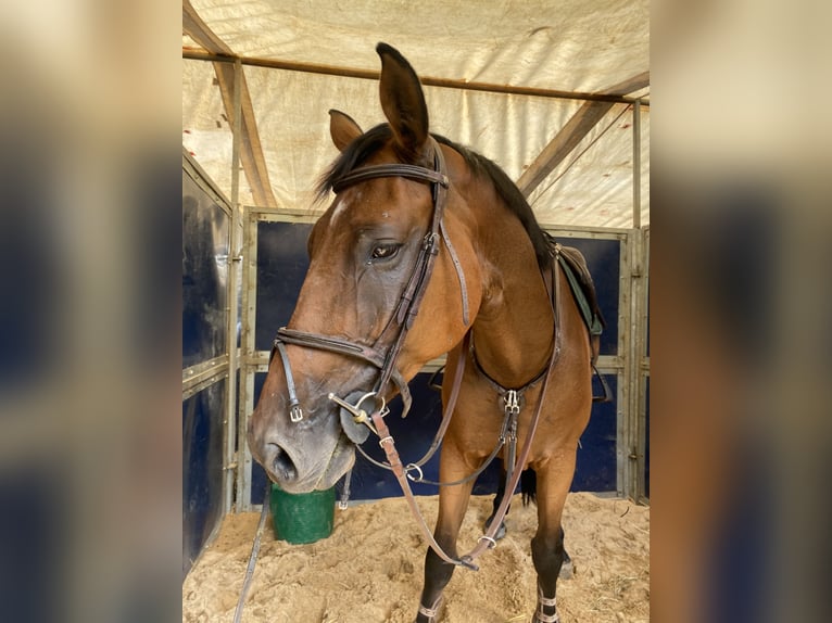 Selle Français Hongre 10 Ans 170 cm Isabelle in Donostia-San Sebastian