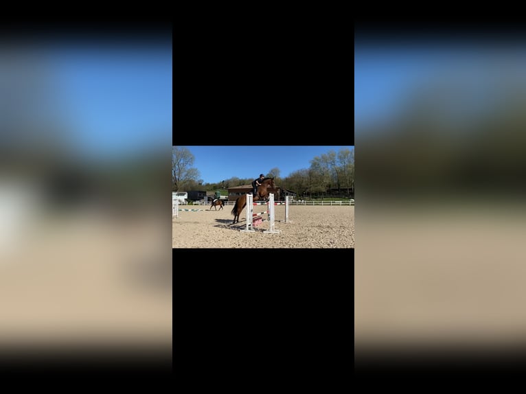 Selle Français Hongre 10 Ans 170 cm Isabelle in Donostia-San Sebastian