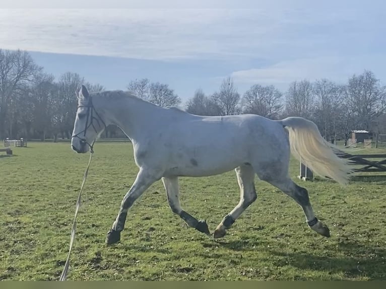 Selle Français Hongre 10 Ans 172 cm Gris in Saumur