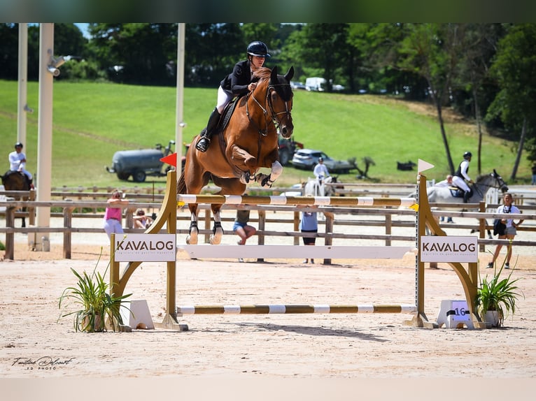 Selle Français Hongre 10 Ans 173 cm Alezan in aix en provence