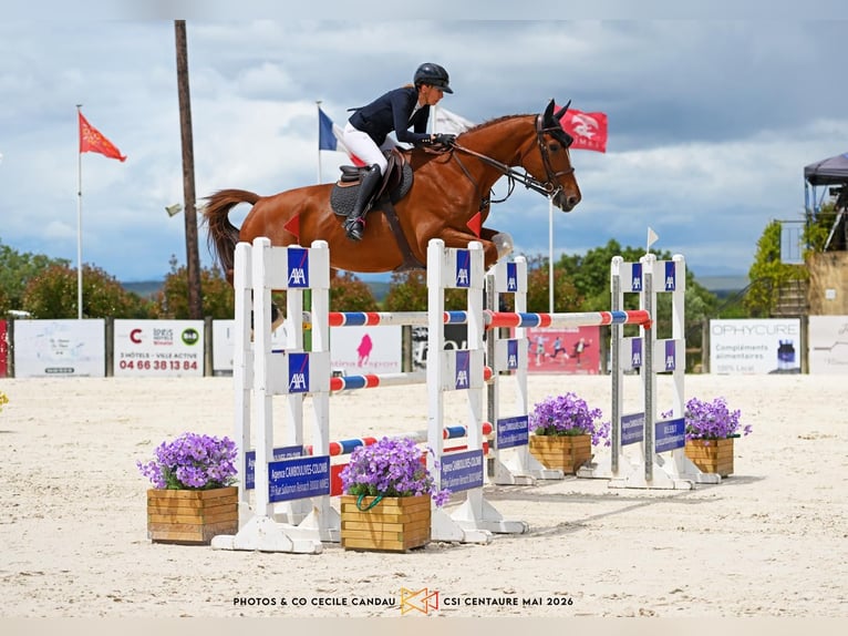 Selle Français Hongre 10 Ans 173 cm Alezan in aix en provence