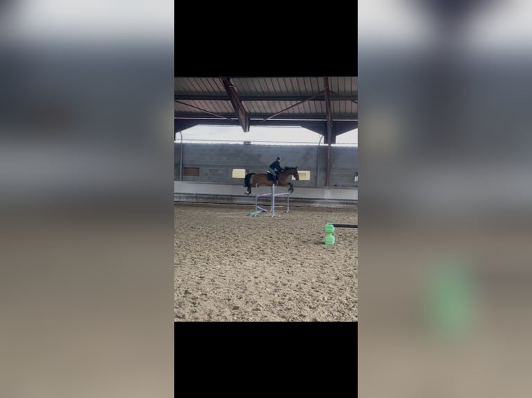 Selle Français Hongre 10 Ans Bai in Saint-Bonnet-de-Mure