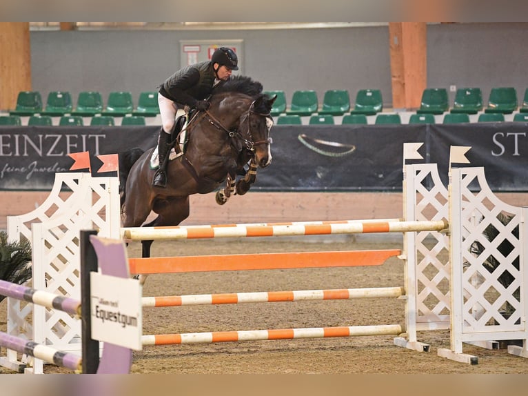 Selle Français Hongre 11 Ans 163 cm Noir in Schattendorf