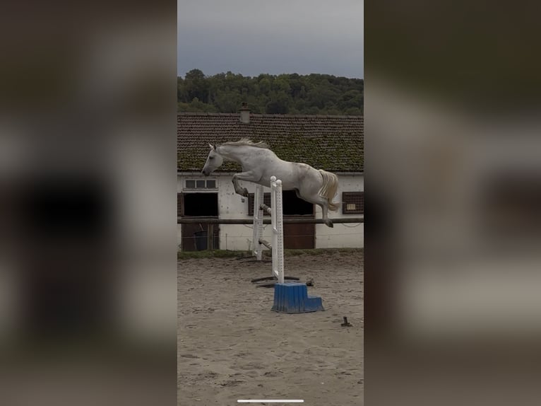 Selle Français Hongre 11 Ans 165 cm Gris in Trie Chateau