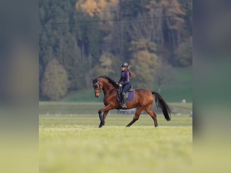 Selle Français Hongre 11 Ans 166 cm Bai in Schlins
