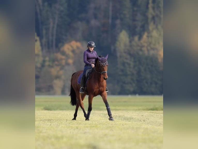 Selle Français Hongre 11 Ans 166 cm Bai in Schlins
