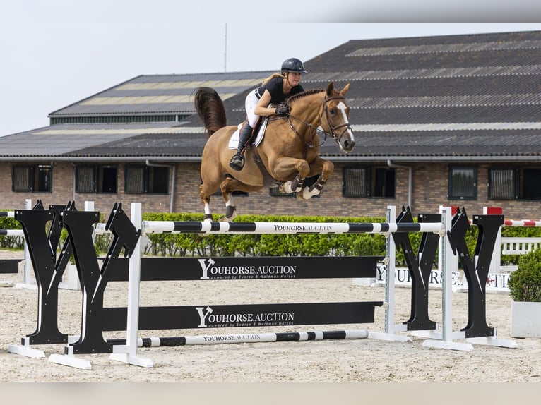 Selle Français Hongre 11 Ans 168 cm Alezan in Waddinxveen