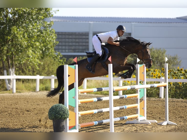 Selle Français Hongre 11 Ans 170 cm Bai cerise in Novi Sad