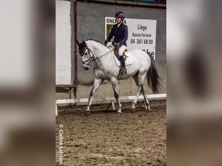 Selle Français Hongre 11 Ans 170 cm Blanc in Grâce-Hollogne