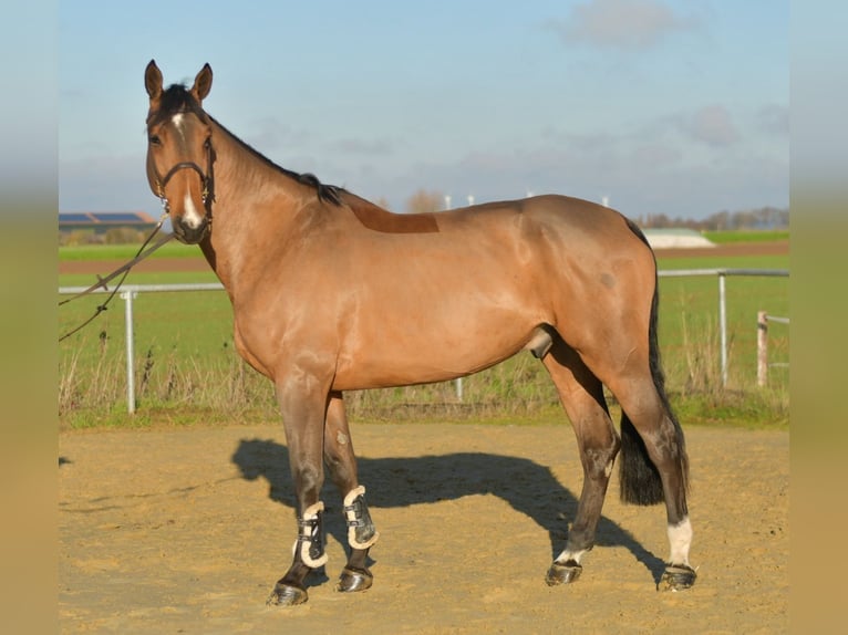 Selle Français Hongre 11 Ans 175 cm Bai in Geilenkirchen