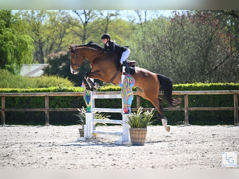 Selle Français Hongre 11 Ans 175 cm Bai in Saint Nicolas de Redon