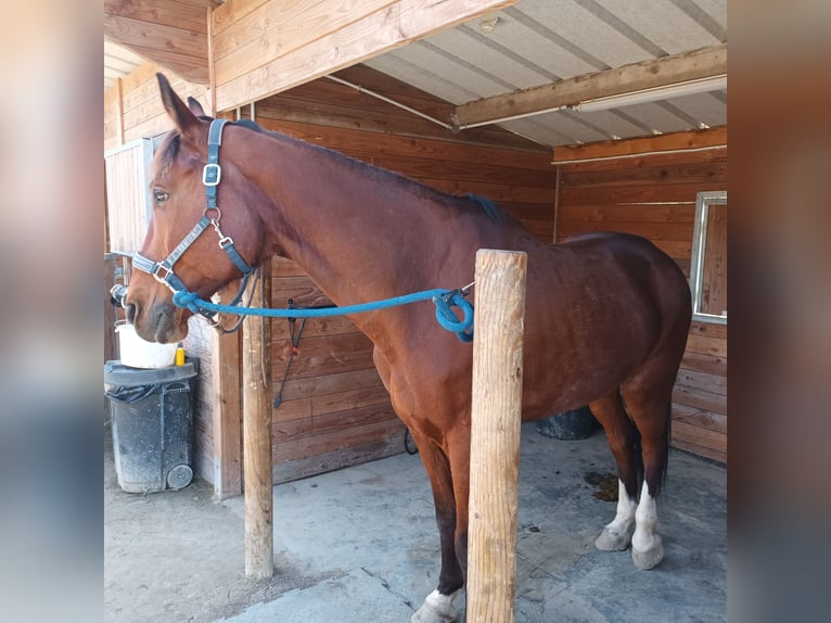 Selle Français Hongre 11 Ans 65 cm Bai in Villeneuve-Loubet