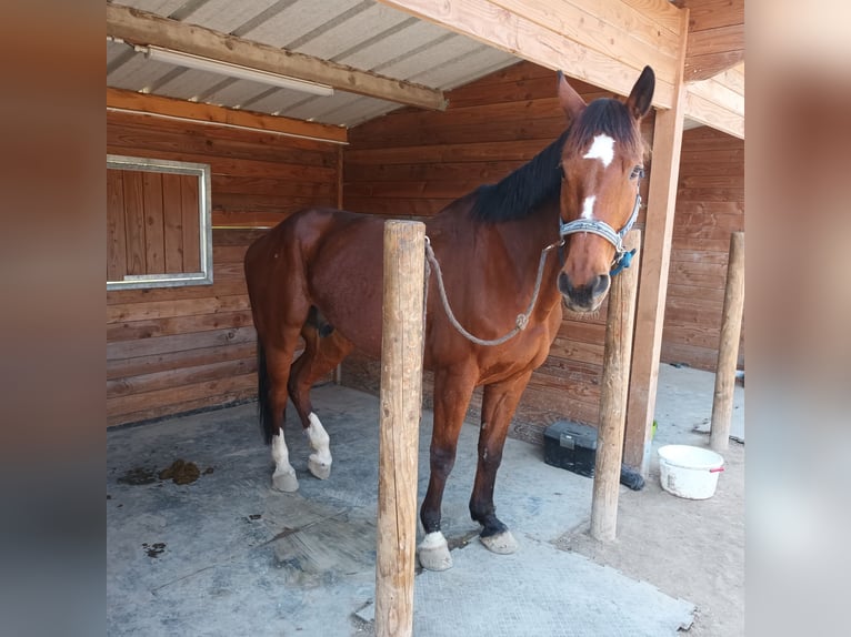 Selle Français Hongre 11 Ans 65 cm Bai in Villeneuve-Loubet