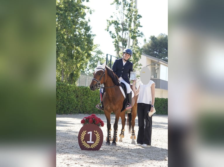 Selle Français Hongre 12 Ans 144 cm Bai in Sant Esteve De Palautordera