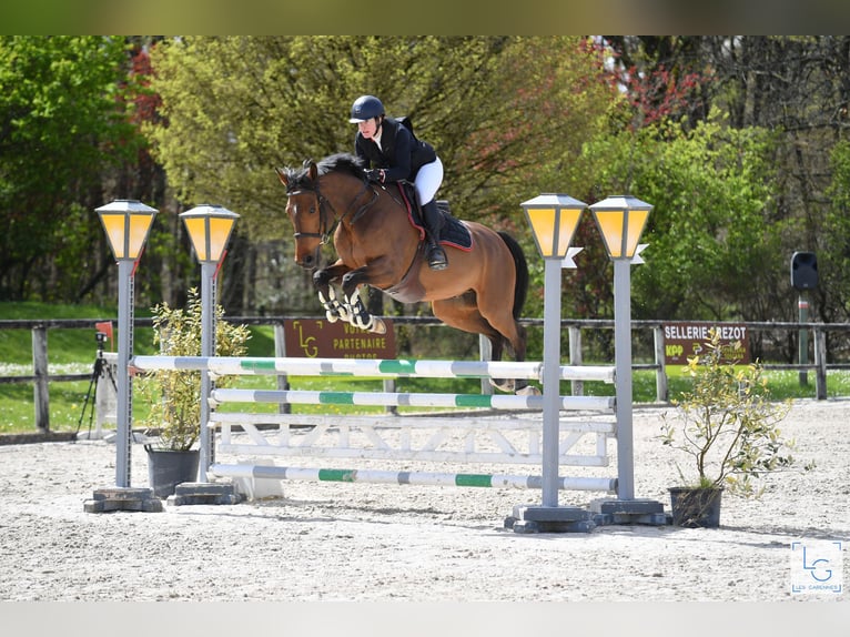 Selle Français Hongre 12 Ans 160 cm Bai in Tours