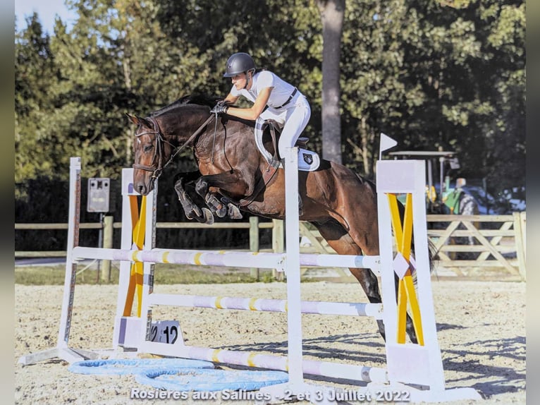 Selle Français Hongre 12 Ans 163 cm Bai brun foncé in Leyr