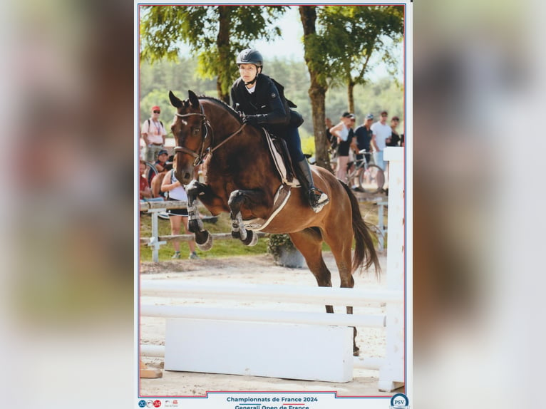 Selle Français Hongre 12 Ans 163 cm Bai brun foncé in Leyr