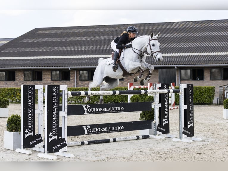 Selle Français Hongre 12 Ans 164 cm  in Waddinxveen