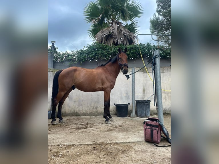 Selle Français Hongre 12 Ans 165 cm Bai in Grabels