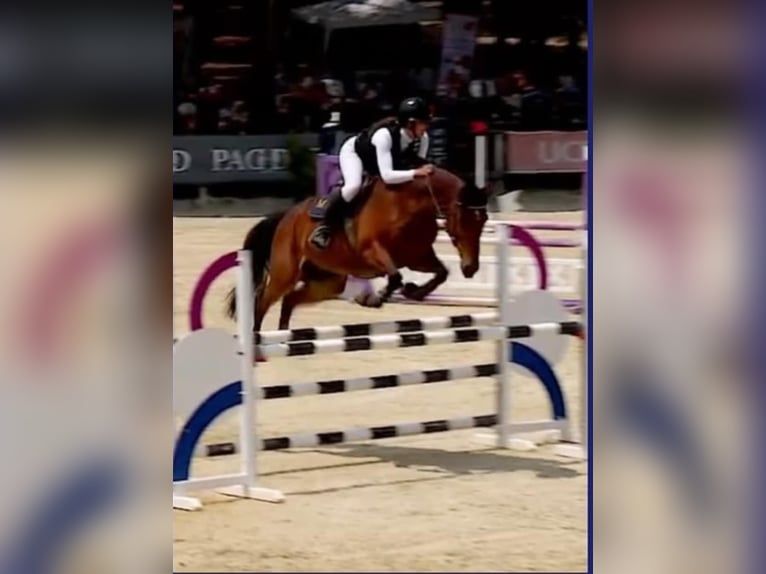 Selle Français Hongre 12 Ans 165 cm Bai in Vénéjan