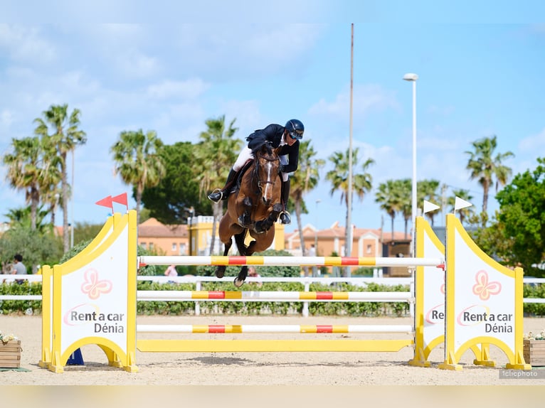 Selle Français Hongre 12 Ans 168 cm Bai in Moreilles