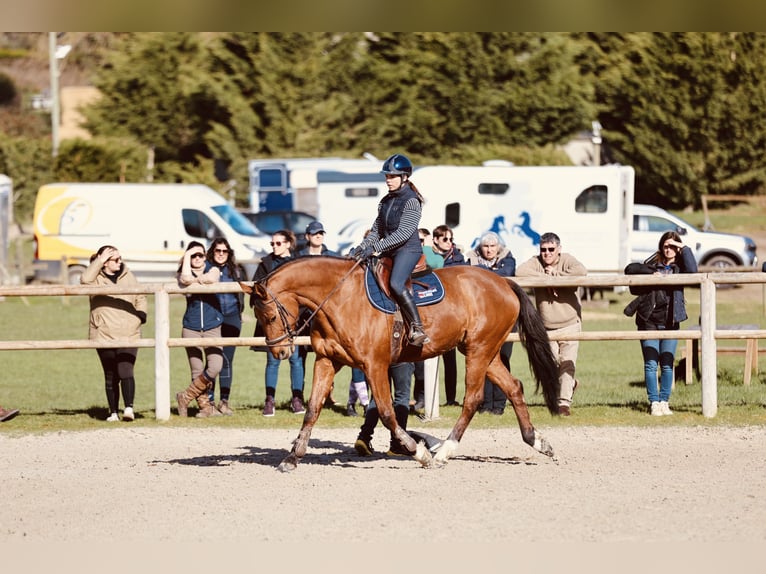 Selle Français Hongre 12 Ans 168 cm Bai in Saint-Fargeau