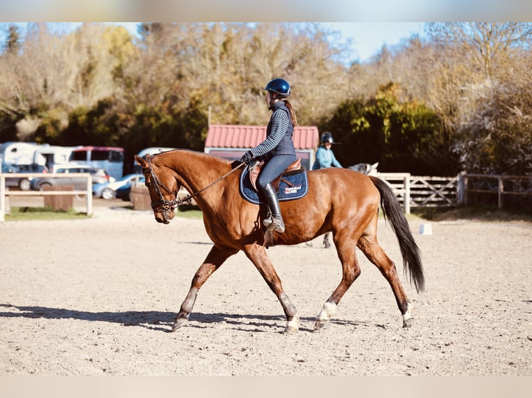 Selle Français Hongre 12 Ans 168 cm Bai in Saint-Fargeau
