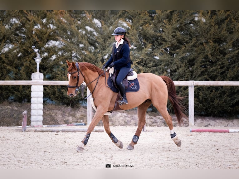 Selle Français Hongre 12 Ans 169 cm Alezan in POLLIONNAY