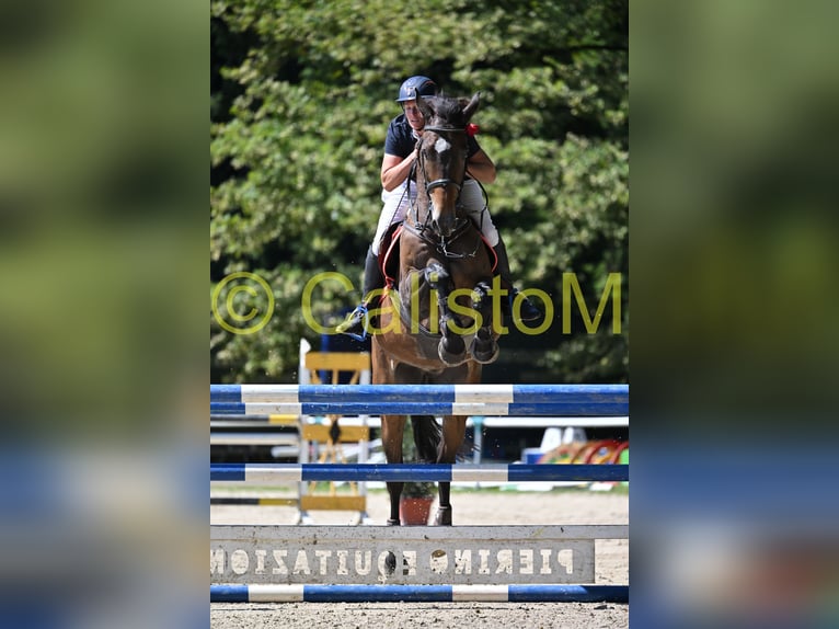 Selle Français Hongre 12 Ans 172 cm Bai in Ljubljana